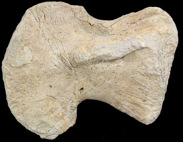Mosasaur (Platecarpus) Humerus Bone - Kansas #49854